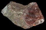 Polished Dinosaur Bone (Gembone) Section - Colorado #96411-1